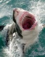 /album/photo-gallery/great-white-shark-1-jpg/